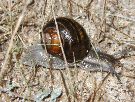 Escargot de Corse