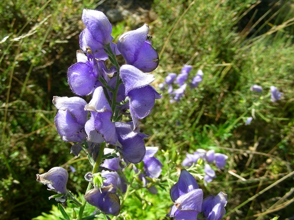 Aconitum napellus subsp.corsicum (Aconit de Corse)