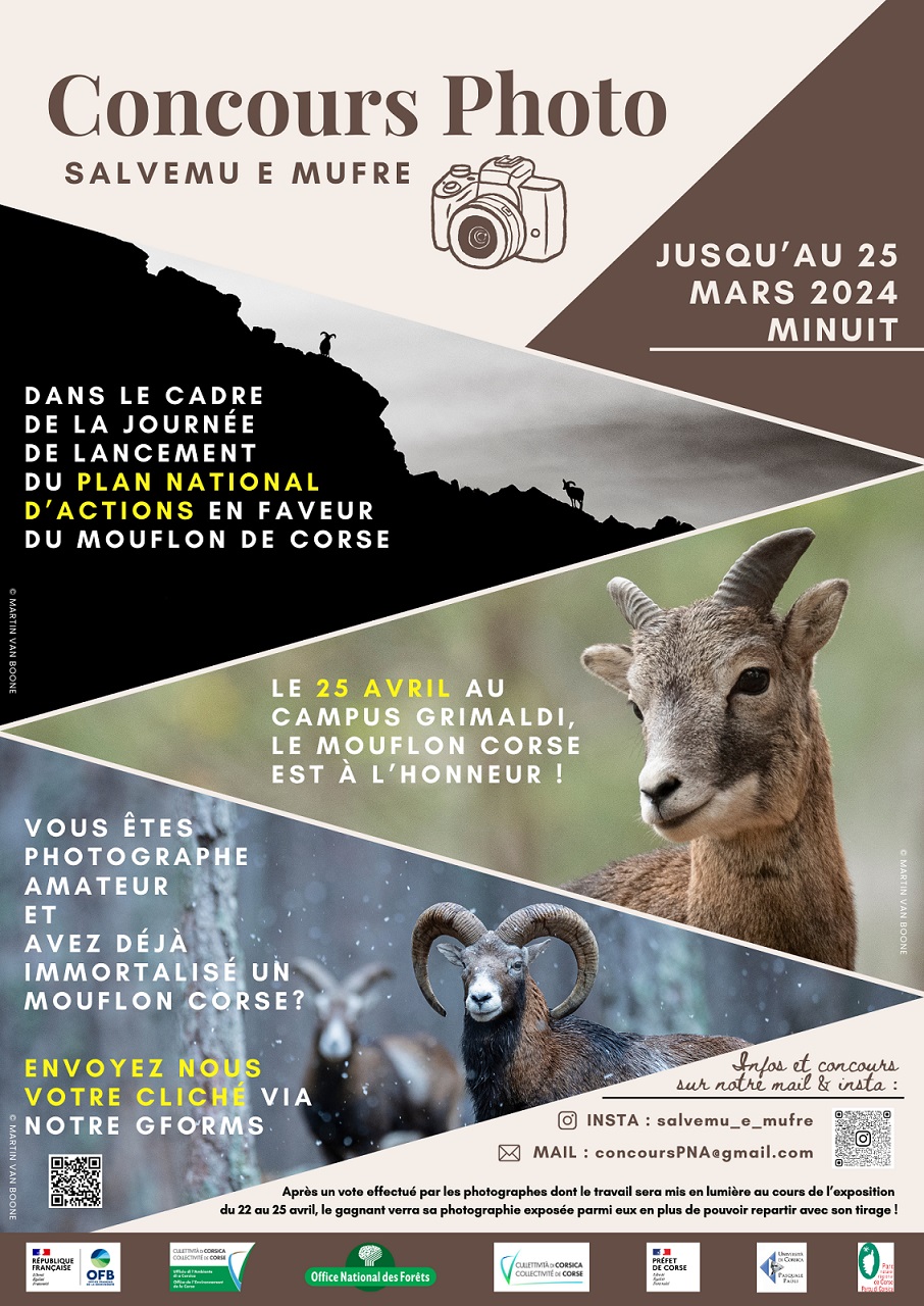 Affiche concours photo PNA Mouflon