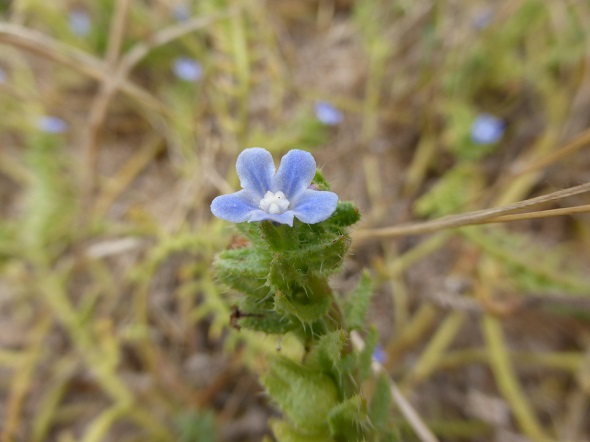 Anchusa crispa Viv. ( buglosse crépue)