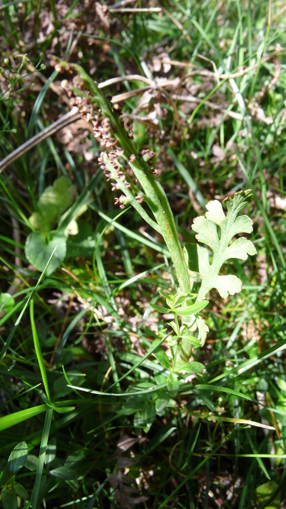 Botrychium simplex E.Hitchc ( petit botriche)