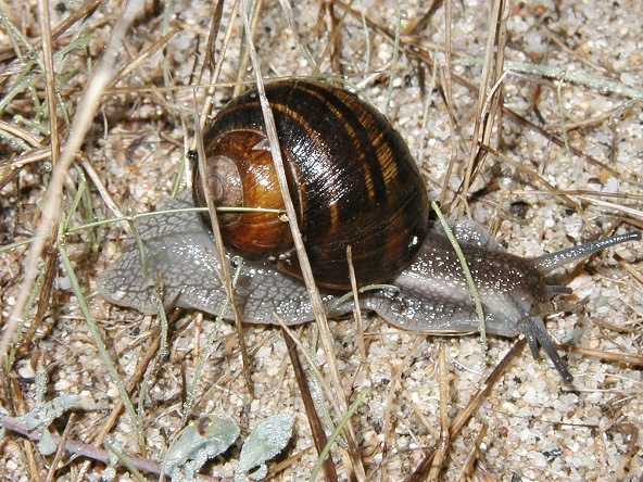 helix ceratina