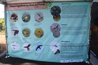 Photo 12 Oiseaux migrateurs sur les dunes de Prunete