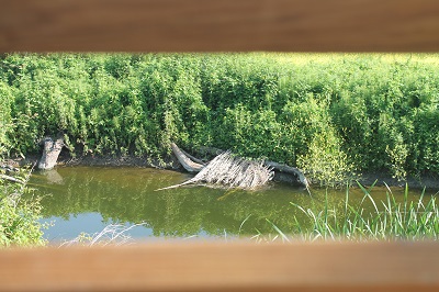 Photo 15 Solarium pour les tortues cistudes d' Europe